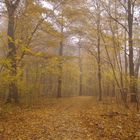 Waldweg mit Herbstlaub