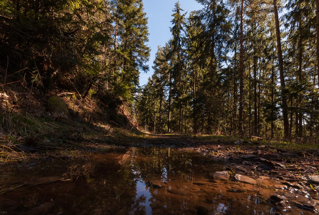 Waldweg mit Pfütze