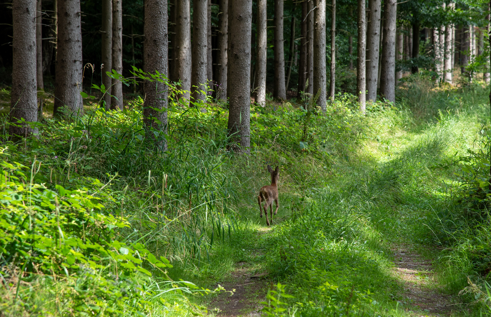 Waldweg mit Reh