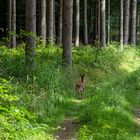 Waldweg mit Reh