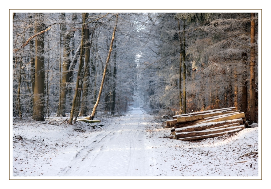 Waldweg mit Schnee