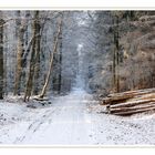 Waldweg mit Schnee