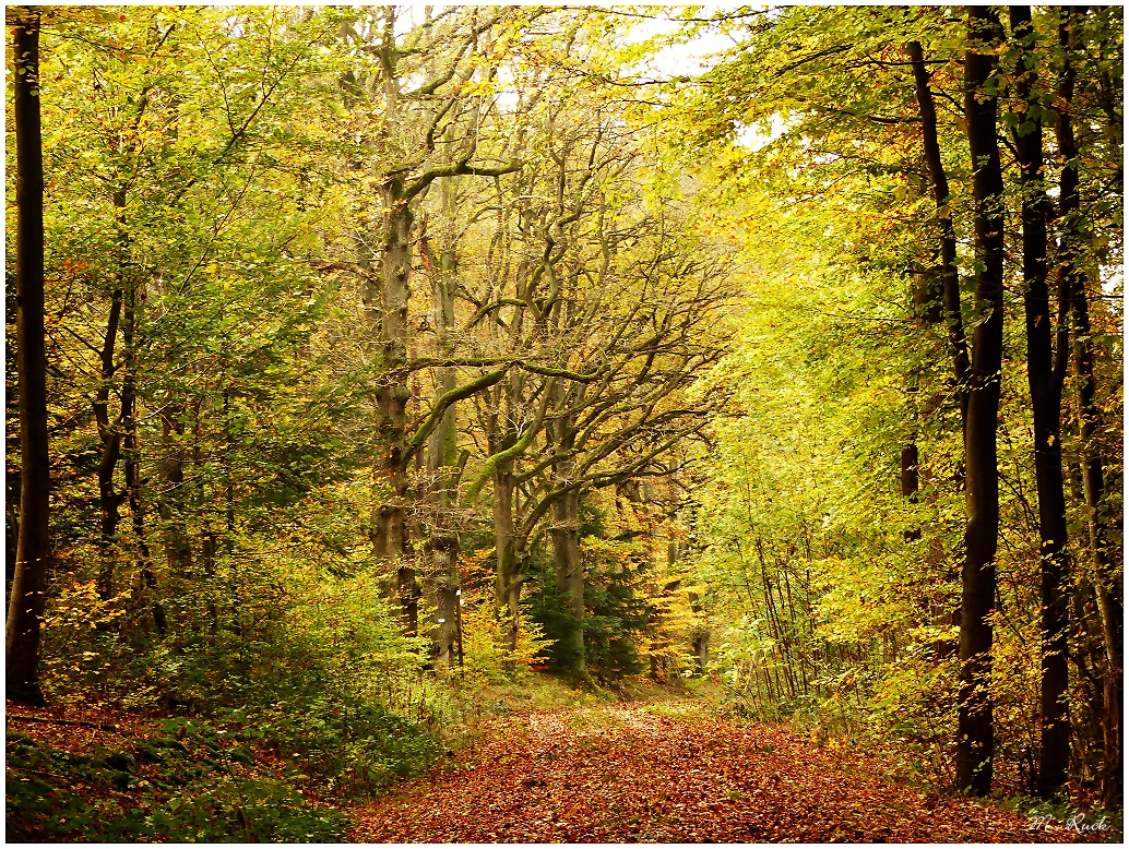 Waldweg mit seinen markanten Bäumen ,