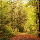 Waldweg mit seinen markanten Bäumen ,