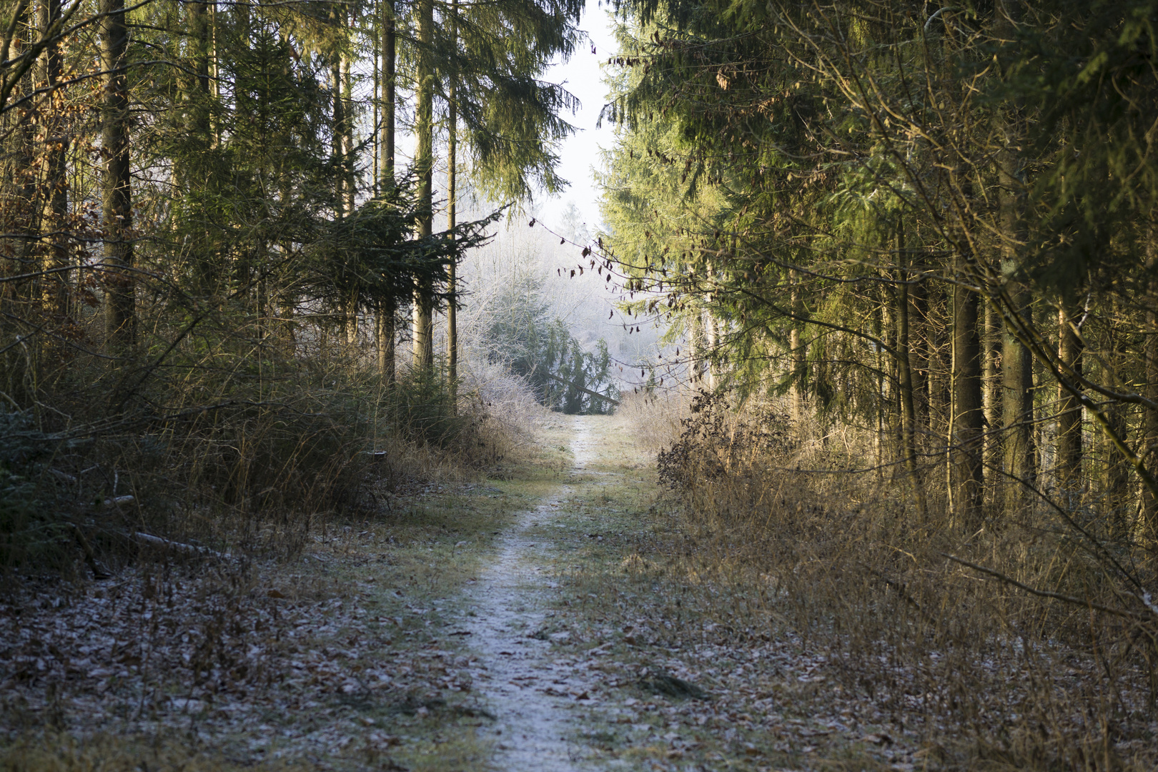 Waldweg mit umgestürztem Baum