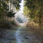 Waldweg mit umgestürztem Baum