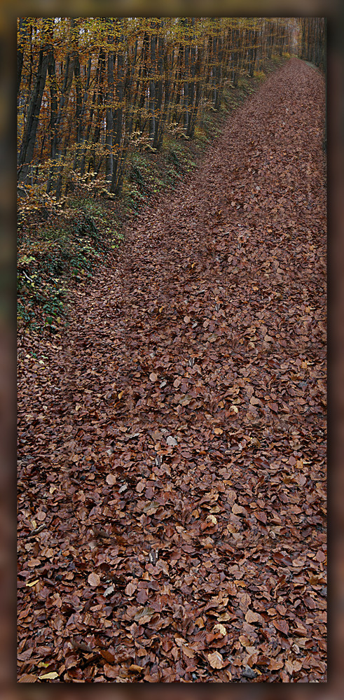 Waldweg mit viel Laub