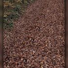 Waldweg mit viel Laub