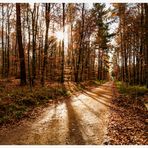 Waldweg mit Weitblick