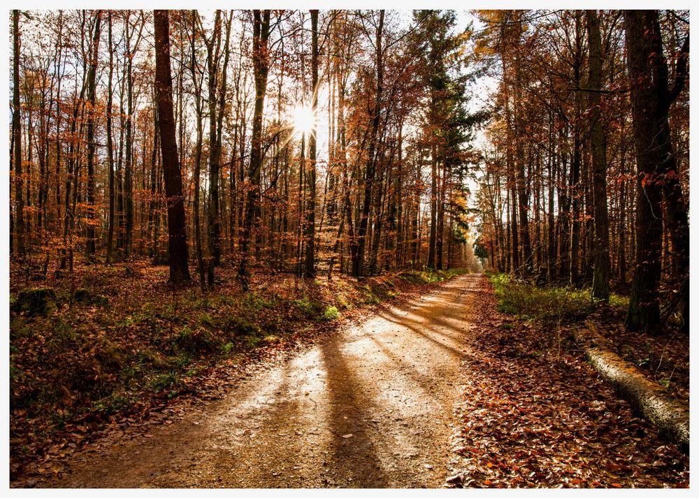 Waldweg mit Weitblick