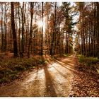 Waldweg mit Weitblick