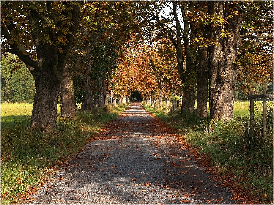 Waldweg .. mittig :-)