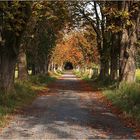 Waldweg .. mittig :-)