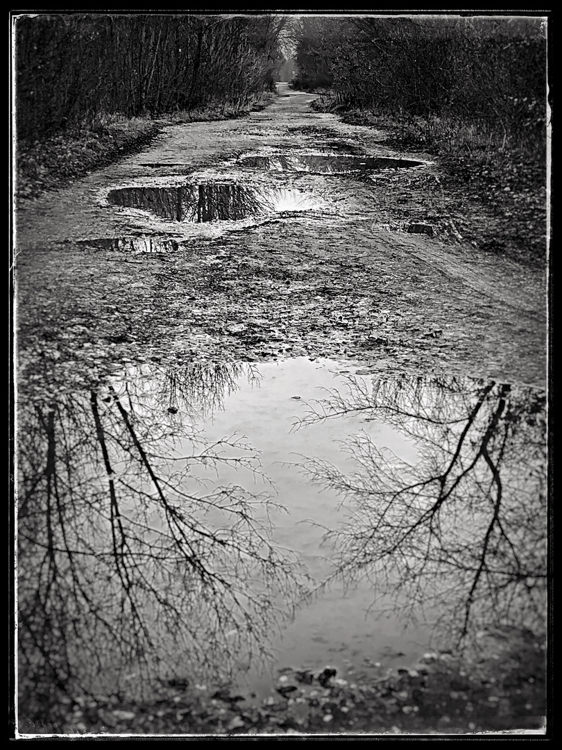 Waldweg nach dem Regen mit Spiegelung 