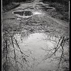 Waldweg nach dem Regen mit Spiegelung 