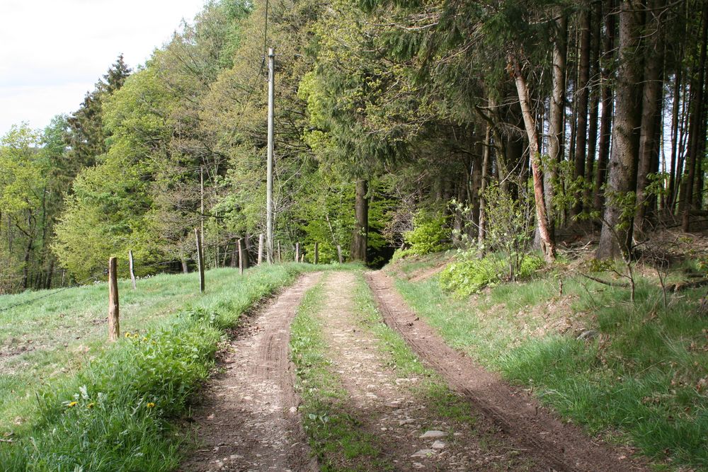 Waldweg nach irgendwo (II)