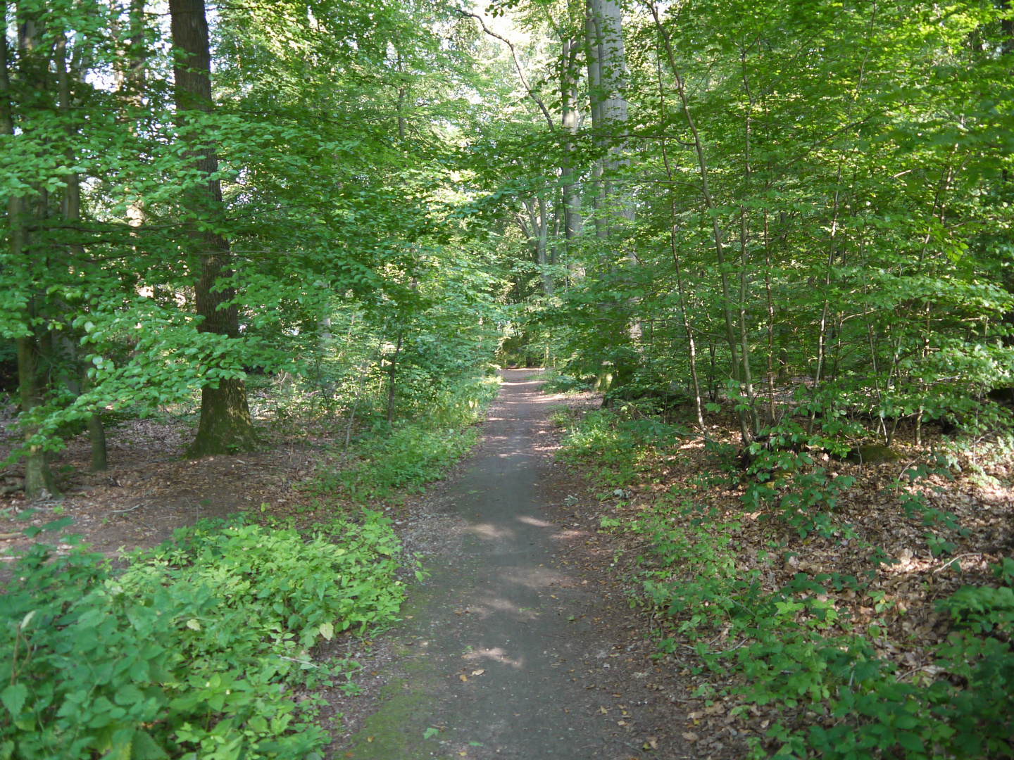 Waldweg nahe Legden