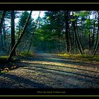 Waldweg Natur pur