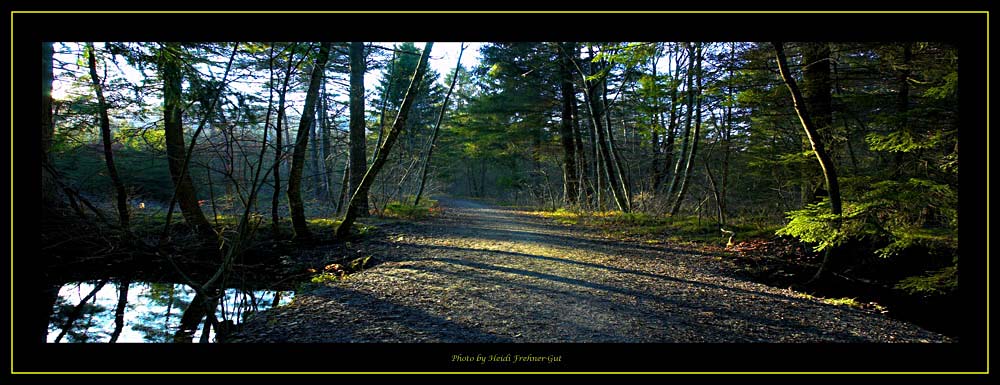 Waldweg Natur pur