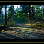 Waldweg Natur pur