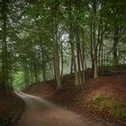 Waldweg ohne Asphalt