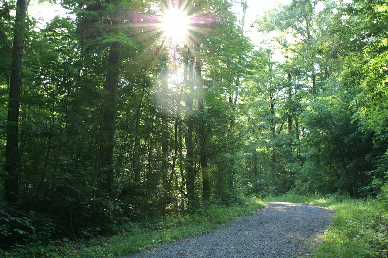 Waldweg Richtung Sonne