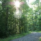 Waldweg Richtung Sonne