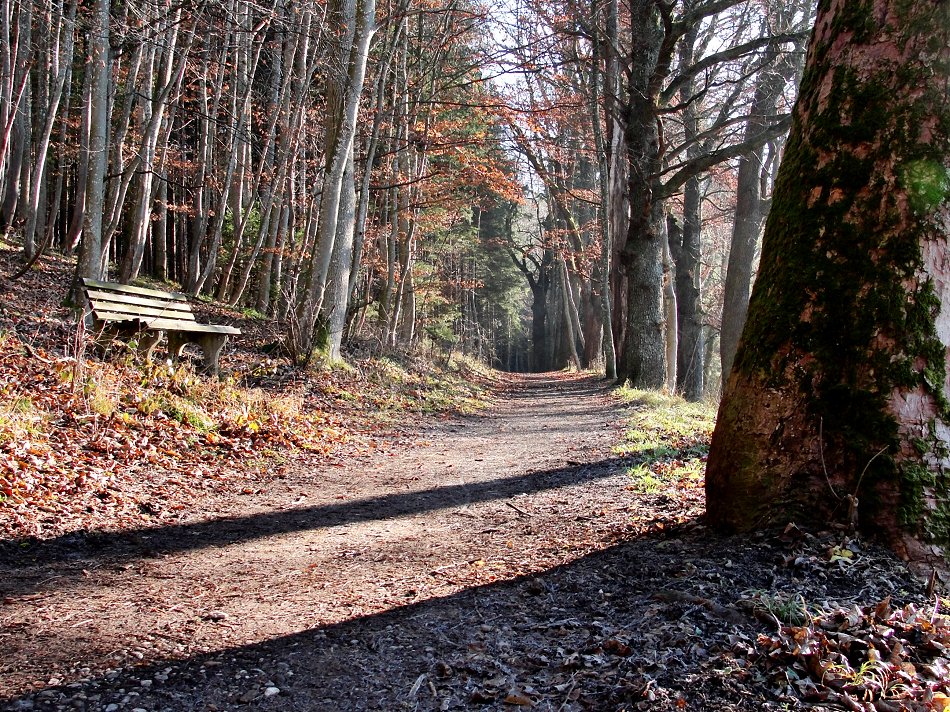 Waldweg, schlafend