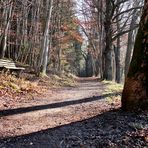 Waldweg, schlafend