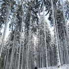 Waldweg Schnee