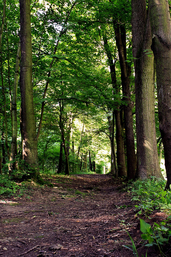 Waldweg - Schwarzatal