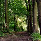 Waldweg - Schwarzatal