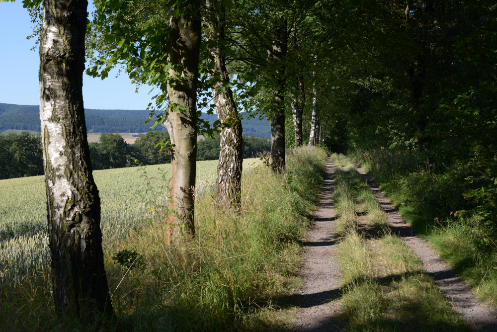 Waldweg, Sigma 50/2,8 Macro