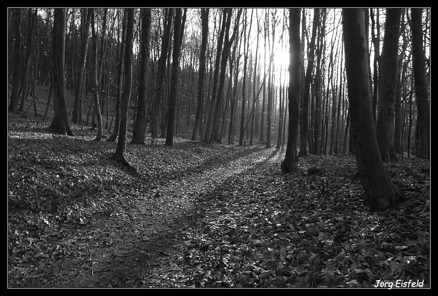 Waldweg s/w