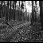 Waldweg s/w