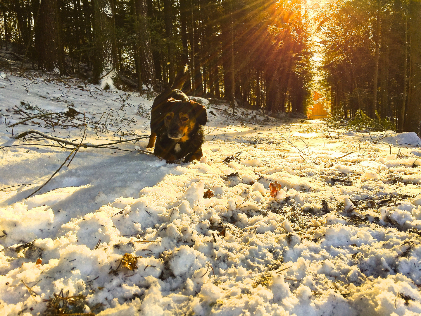 Waldweg und Roxy