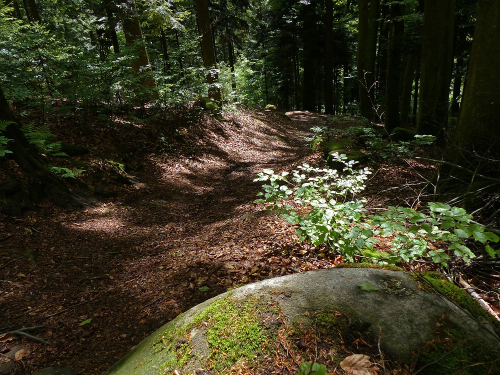 Waldweg von Geierberg nach Raßreuth