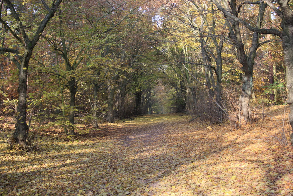 Waldweg zu Strandbad Wannsee