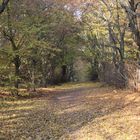 Waldweg zu Strandbad Wannsee