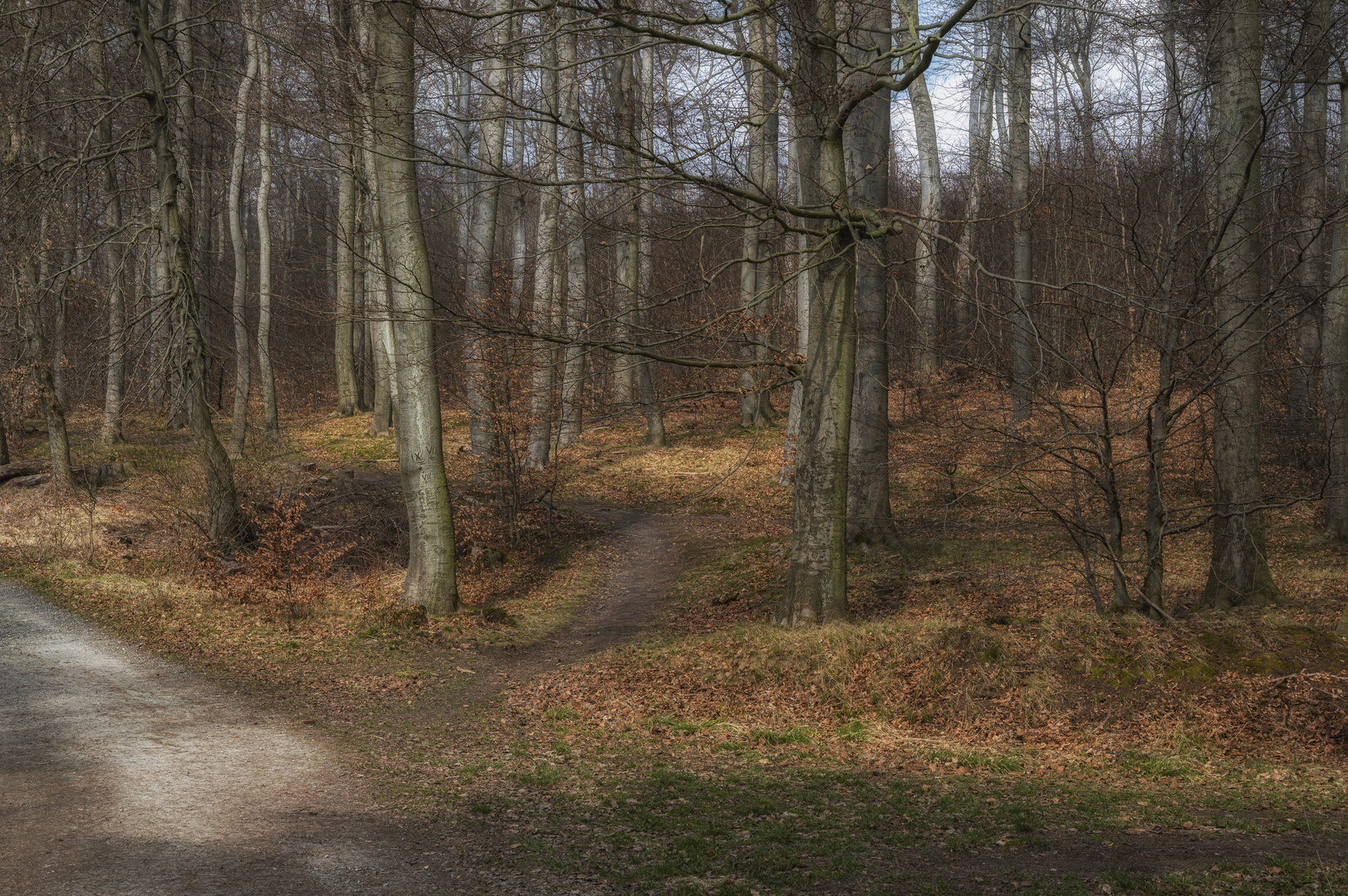 Waldweg zum Frühlingsbeginn