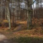 Waldweg zum Frühlingsbeginn