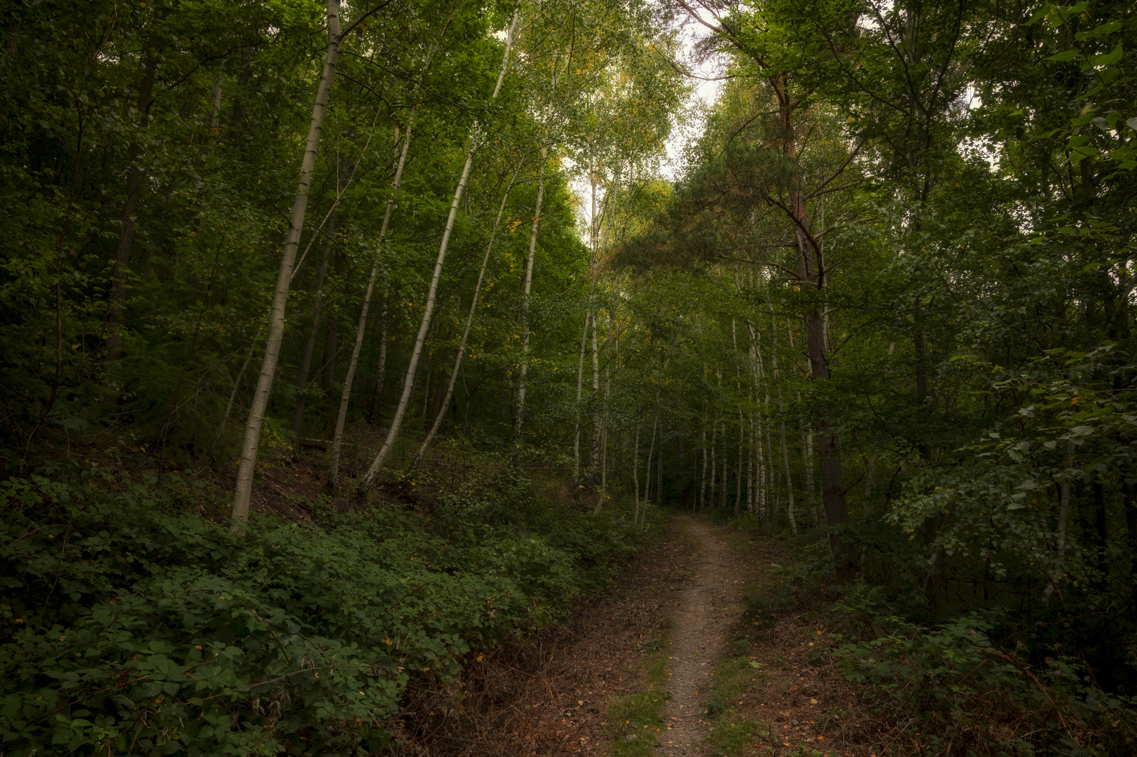 Waldweg zum Herbstanfang