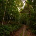 Waldweg zum Herbstanfang