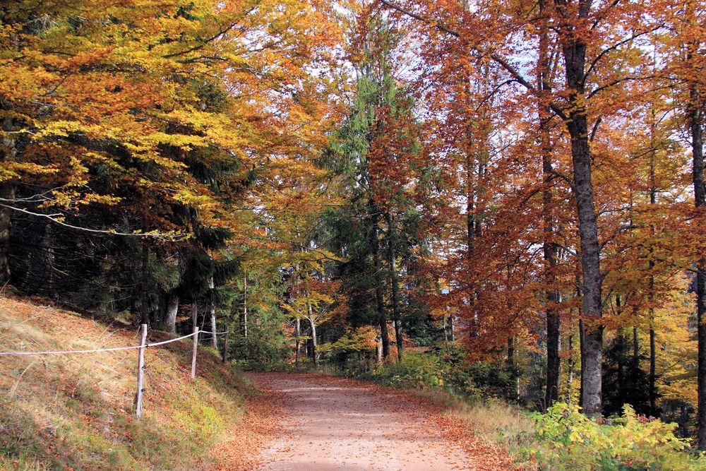 Waldweg zum Nonnenmattweiher in herbstlicher Stimmung