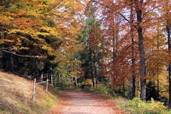 Waldweg zum Nonnenmattweiher in herbstlicher Stimmung