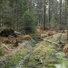 Waldweg zum zweiten