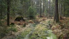 Waldweg zum zweiten