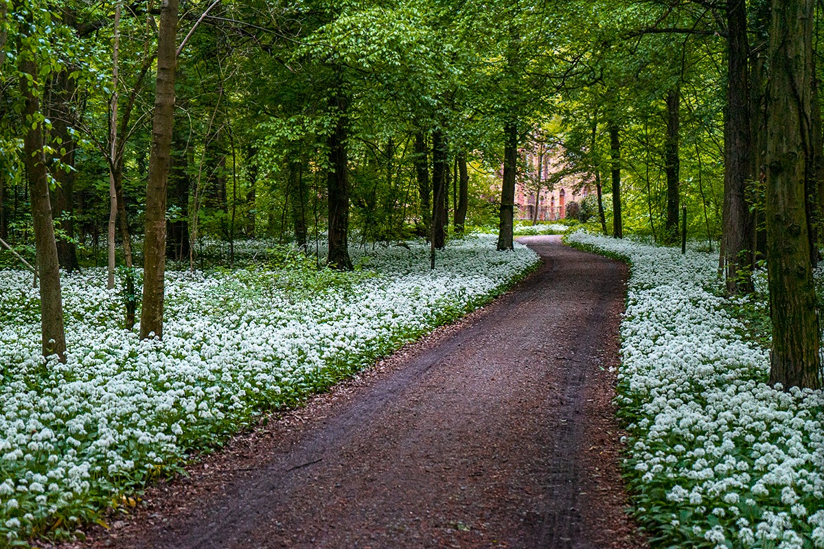 Waldweg zur Bärlauch-Blüte