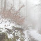 Waldweg zur Burgruine