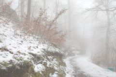 Waldweg zur Burgruine